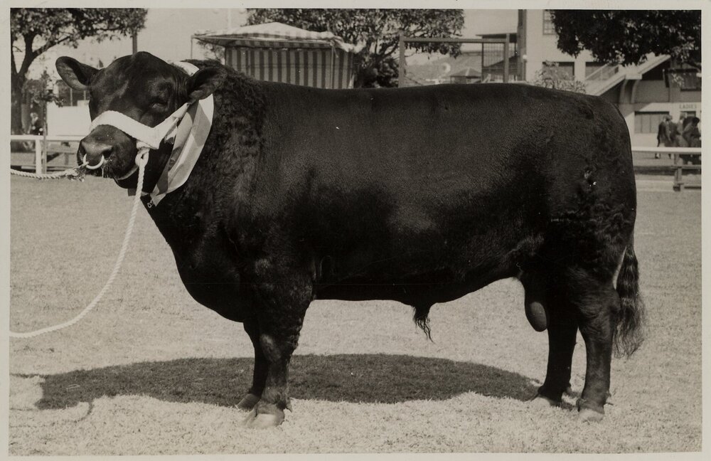 Aberdeen Angus Bull, c.1940
