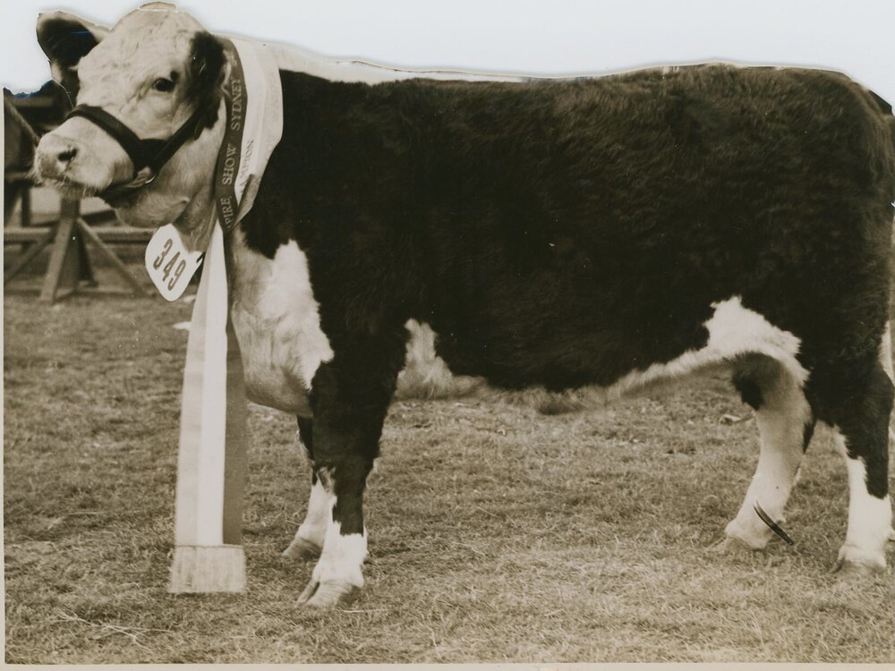 Poll Hereford, 1941