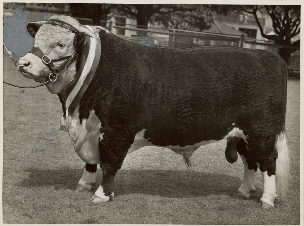 Bexley Instructor Champion Hereford Bull, 1951