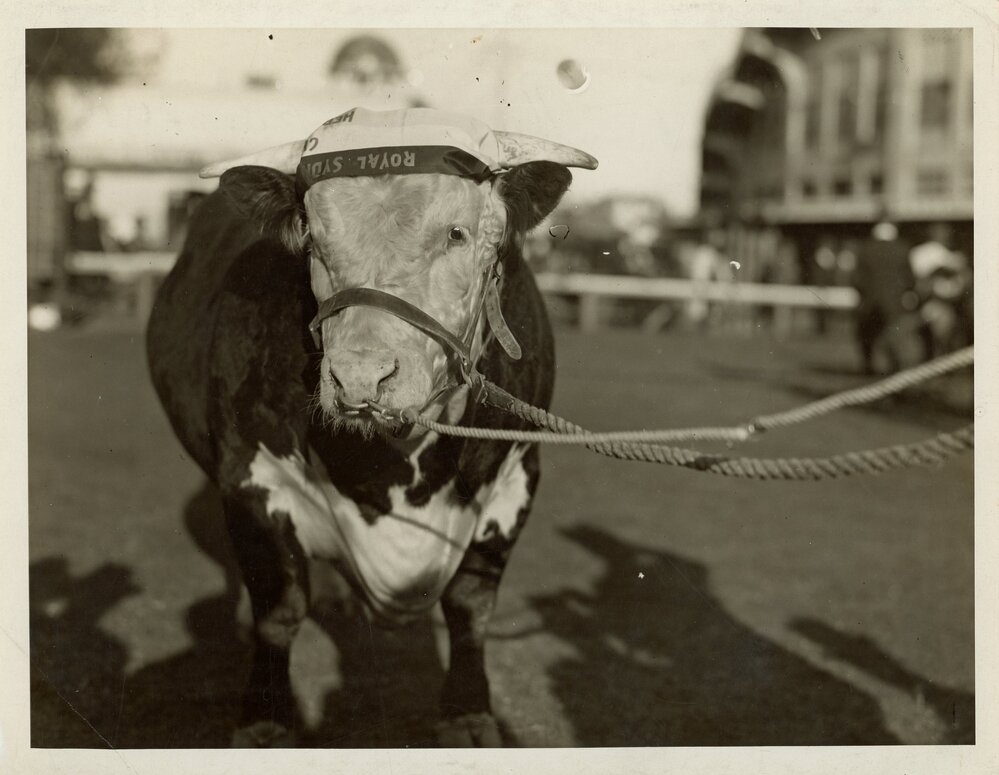 Champion Hereford Bull, c.1940