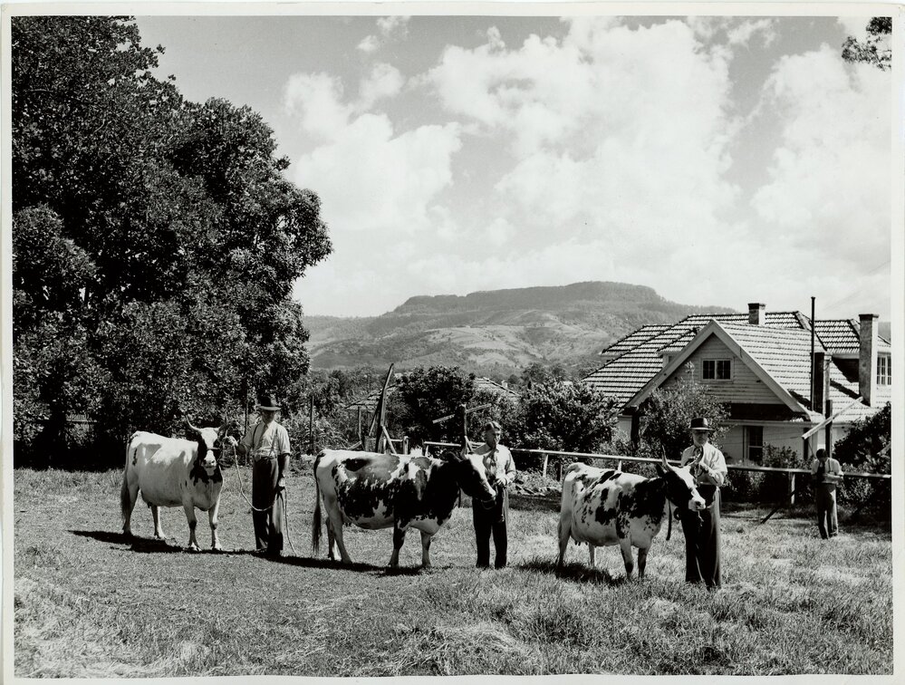 Prize-Winning Dairy Cattle, 1958