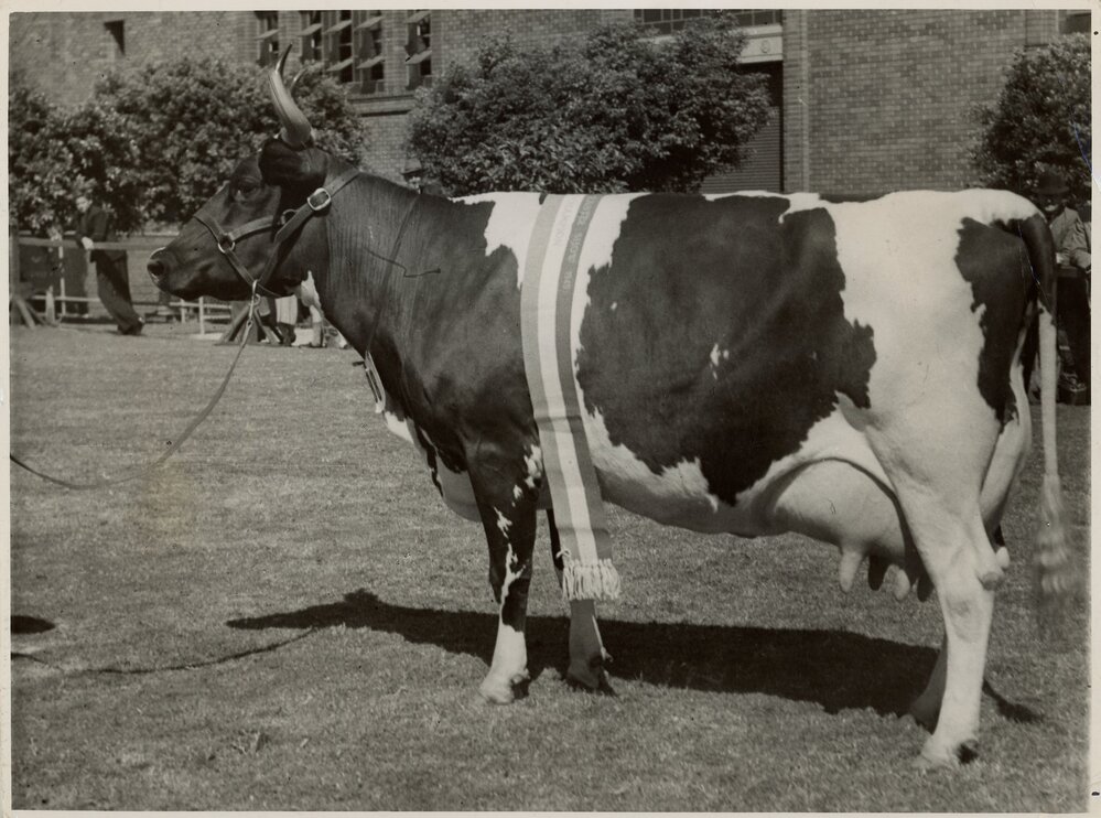 Champion Ayrshire Cow, 1949
