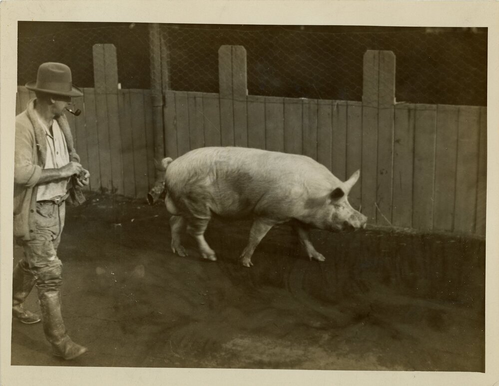 Large Boar, c.1930
