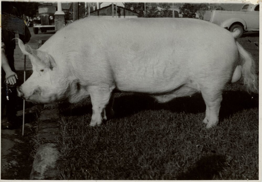 Champion Large White Boar, 1950
