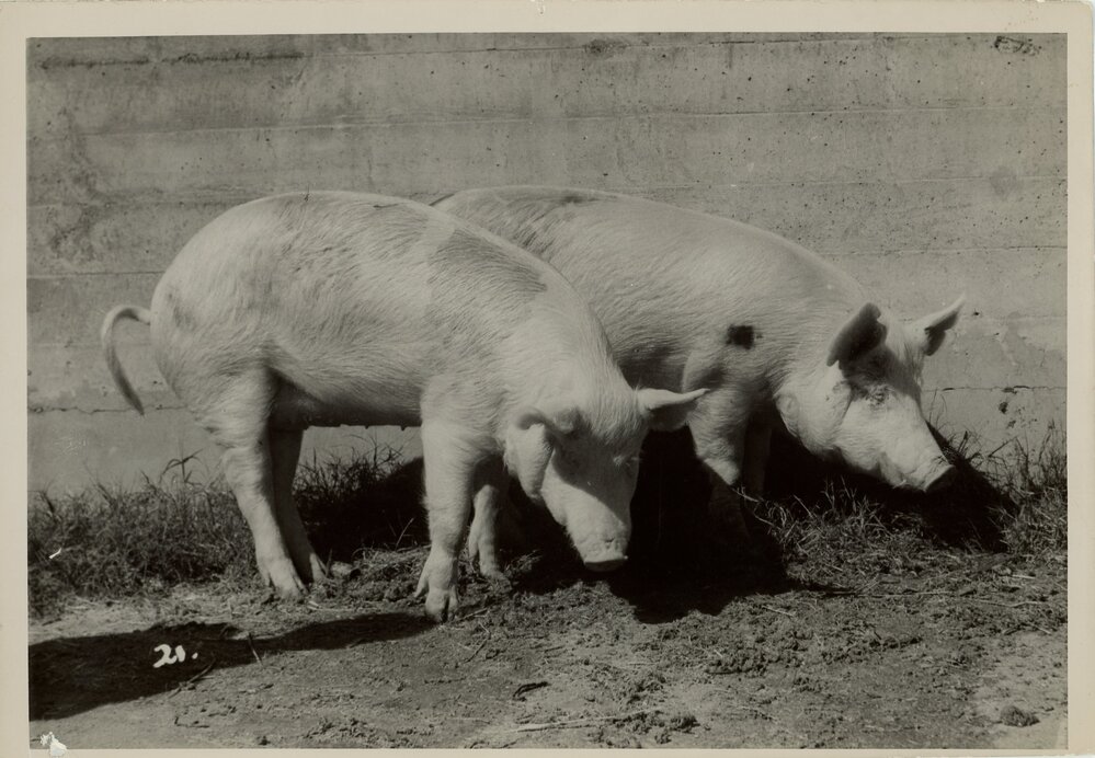 Pigs in a Sty, 1949
