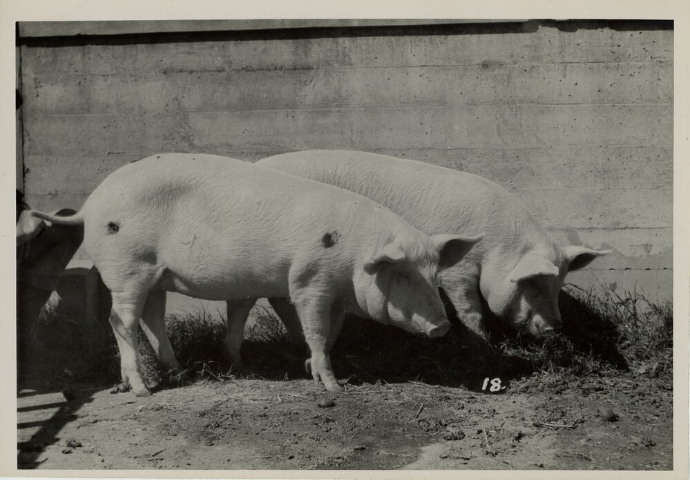 Two Pigs in a Sty, 1949