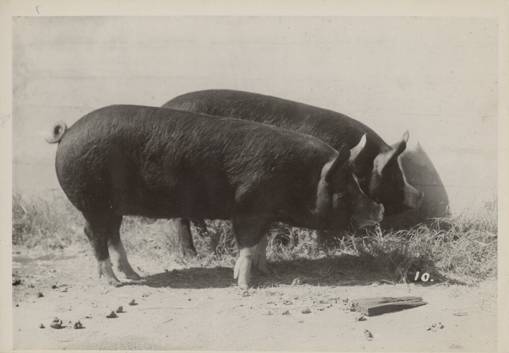 Two Pigs in a Sty, 1949