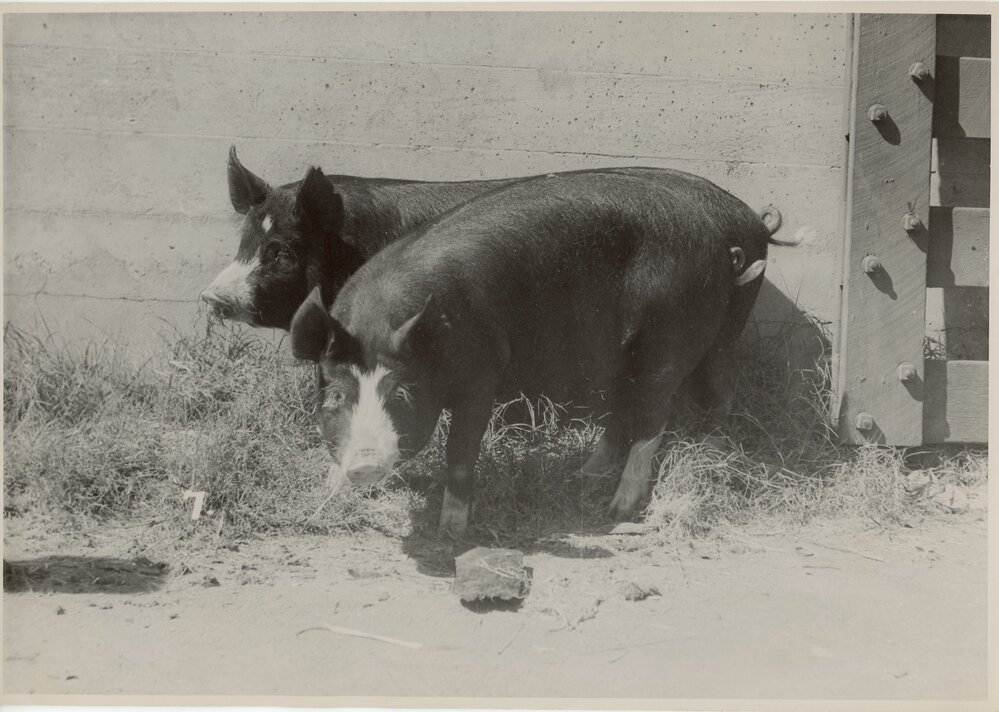 Two Pigs in a Sty, 1949