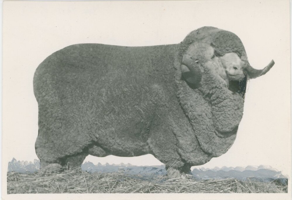Champion Merino Ram, c.1948-c.1949