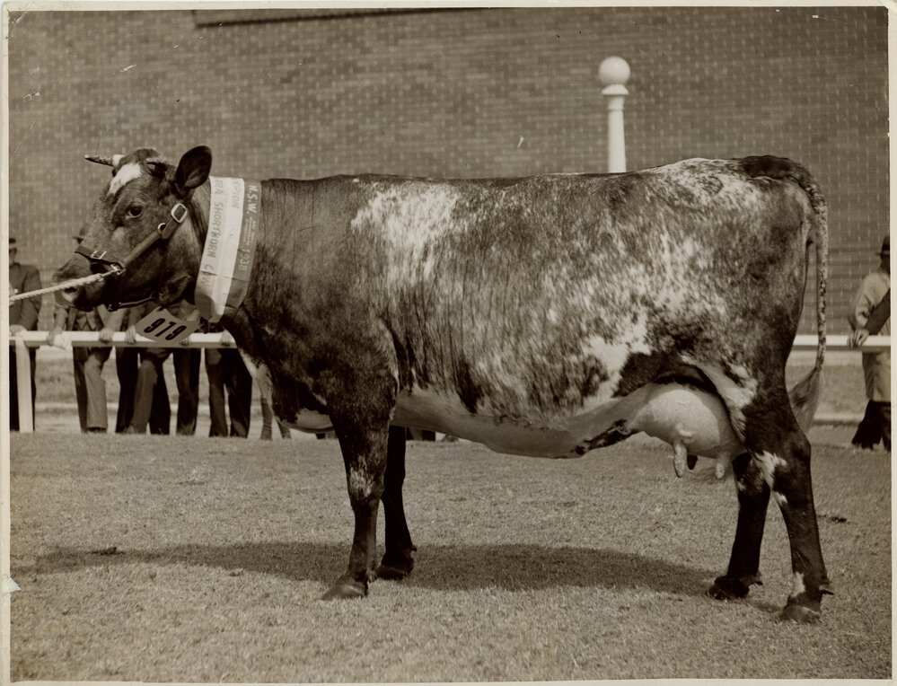 Champion Australian Illawarra Shorthorn Cow, 1938