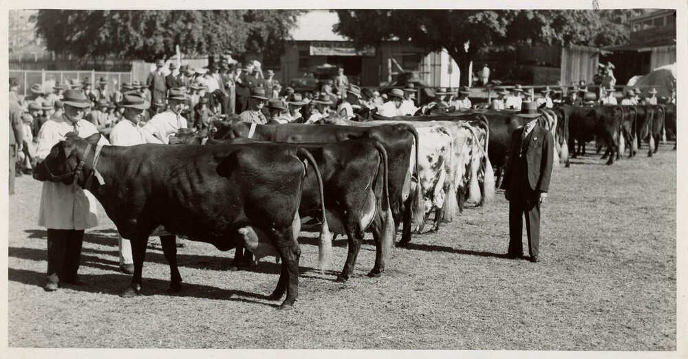 'Sunnyview Jem 8th' at Brisbane, 1948