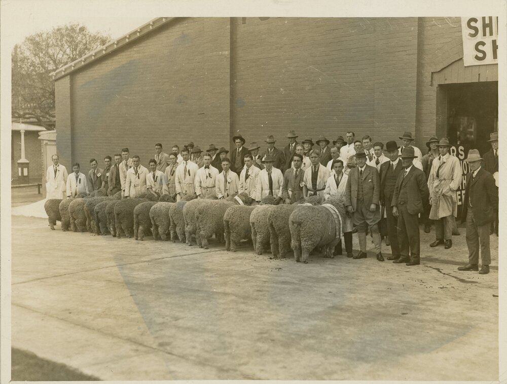 Champion Sheep Lineup, c.1930