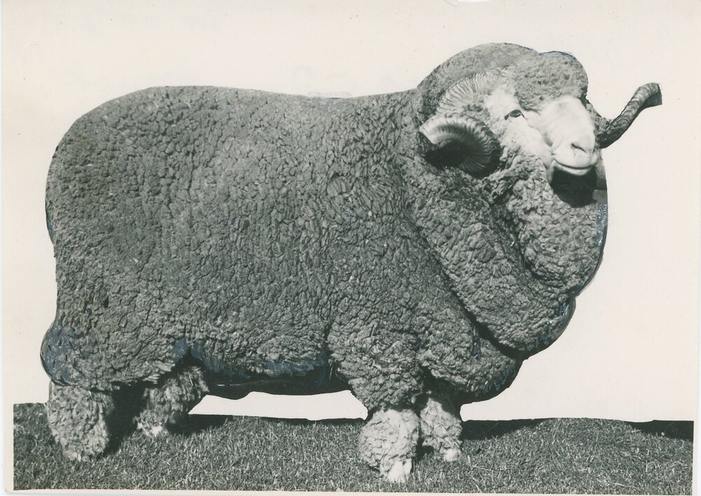 Boonoke Champion Merinos, c.1938-c.1953