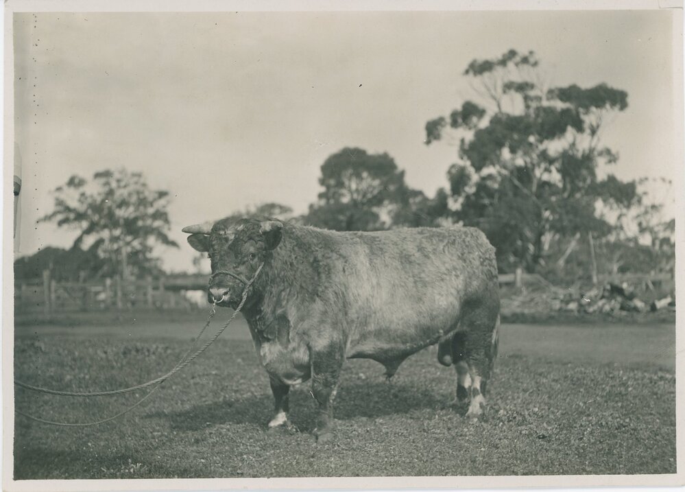 Champion Shorthorn Bull 'Milsons Mariner', c.1924