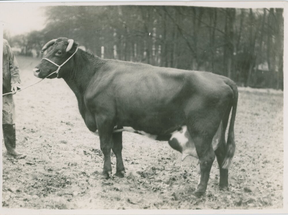 Winton Gentle, c.1940