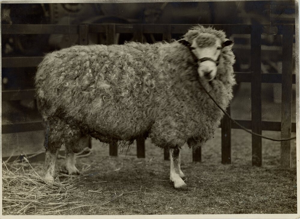 Grand Champion English Leicester ram, 1929