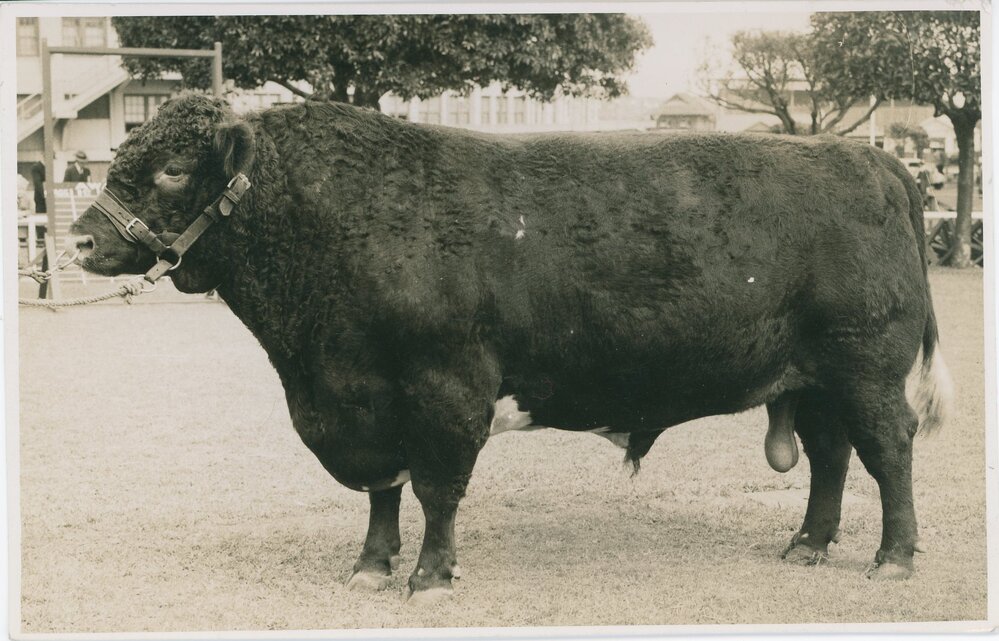 Poll Shorthorn Bull, c.1941