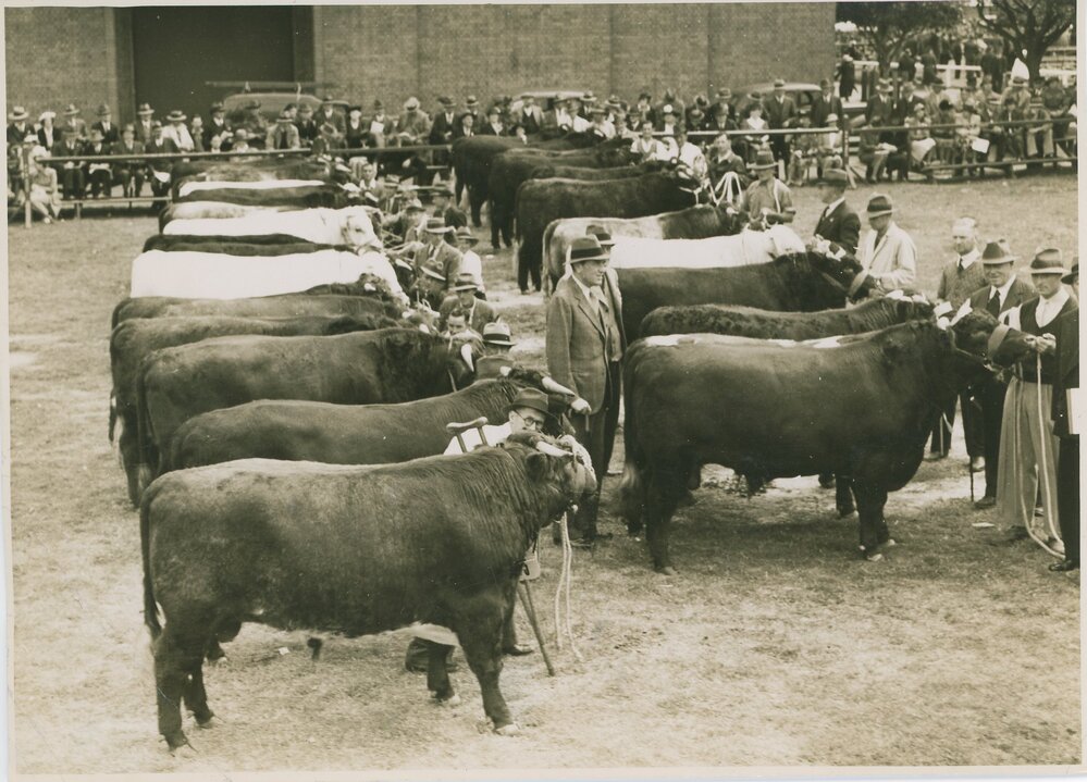 Shorthorns, c.1941