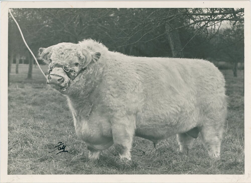 Calrossie Evening News, c.1940