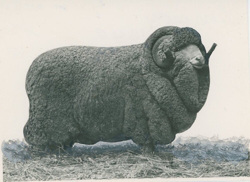 Champion Merino, c.1940