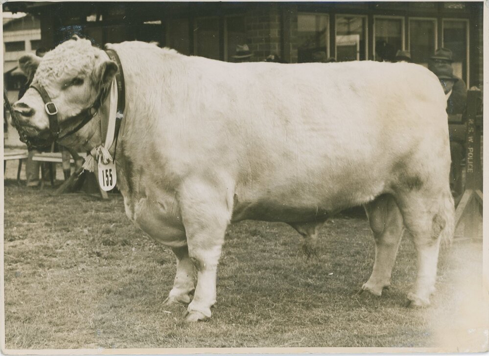 Gundibri Laddie, c.1941