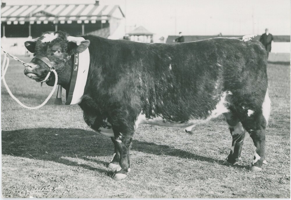 Champion Shorthorn Bull, c.1940