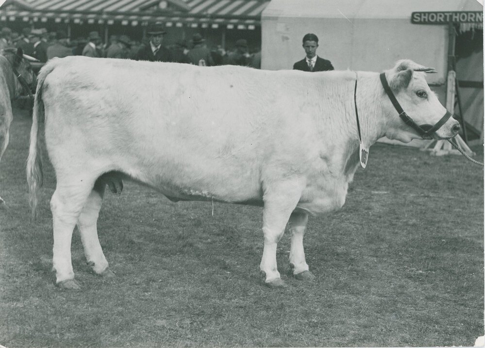 Clifton White Winsome, c.1940