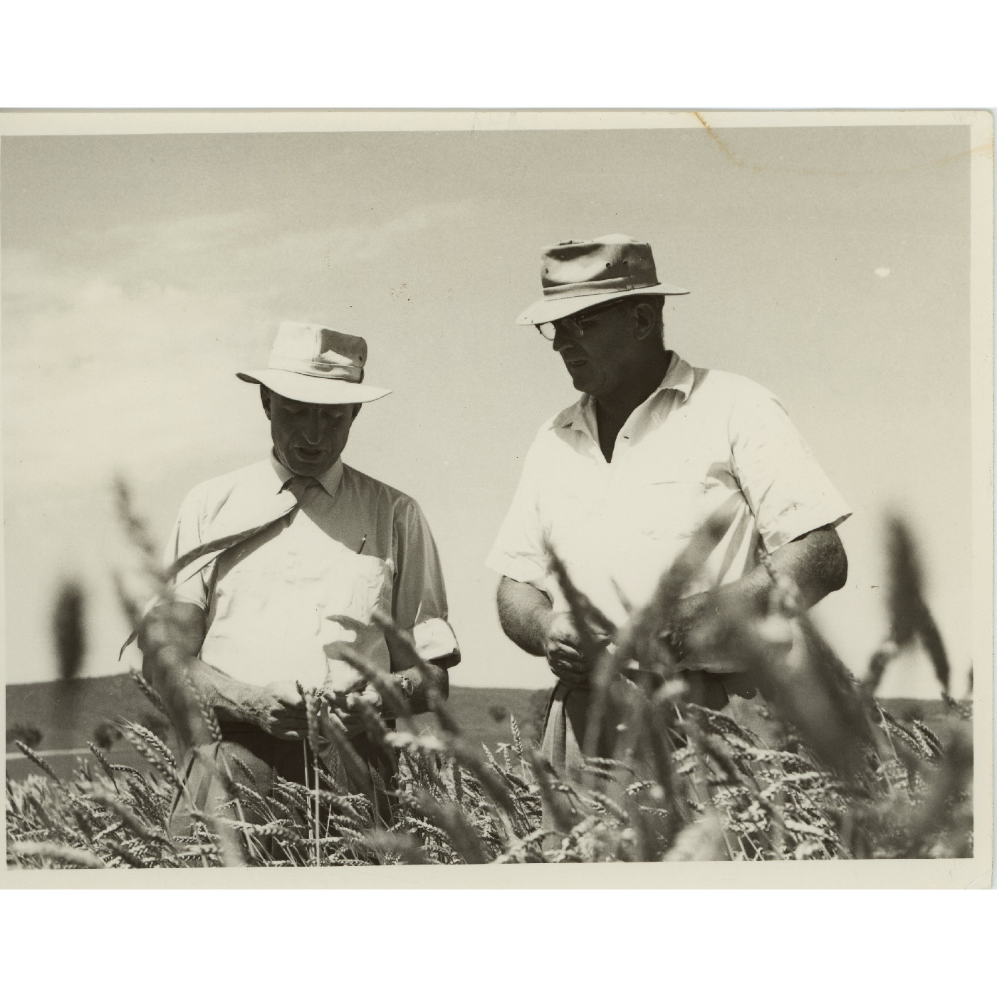 Field Wheat Competition Heritage Highlight