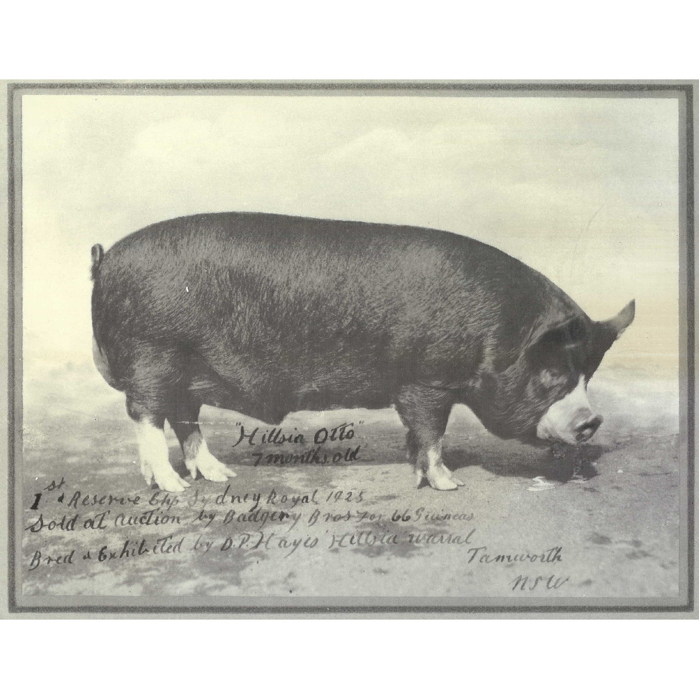 Pig Auctions Heritage Highlight