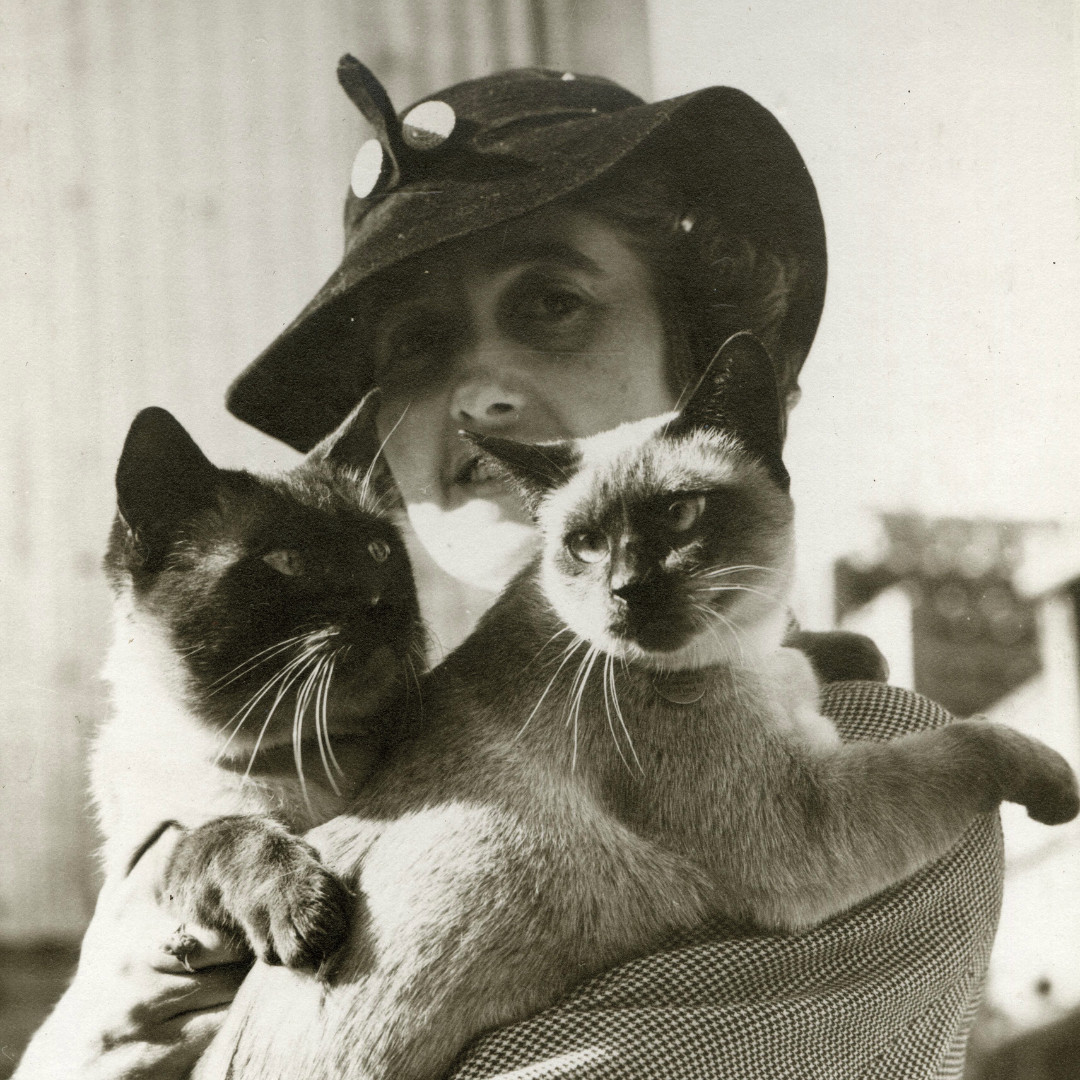 Cat Competition History