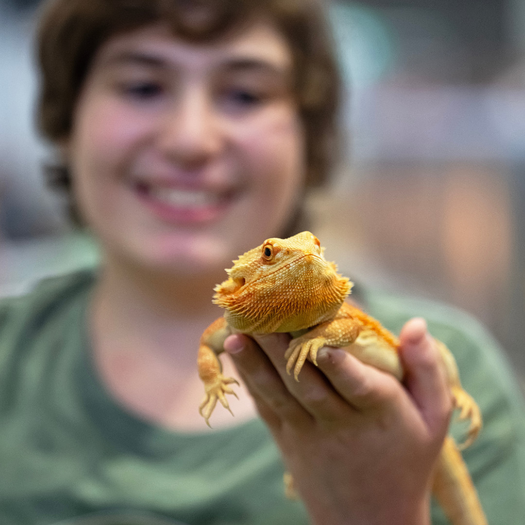 Frog & Reptile Competition History