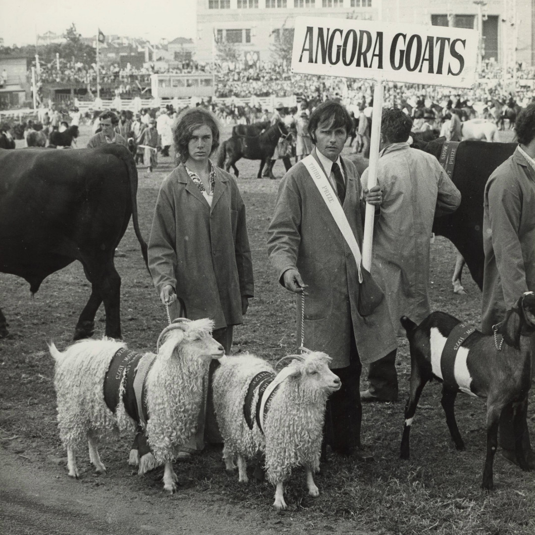 Goat Competition History