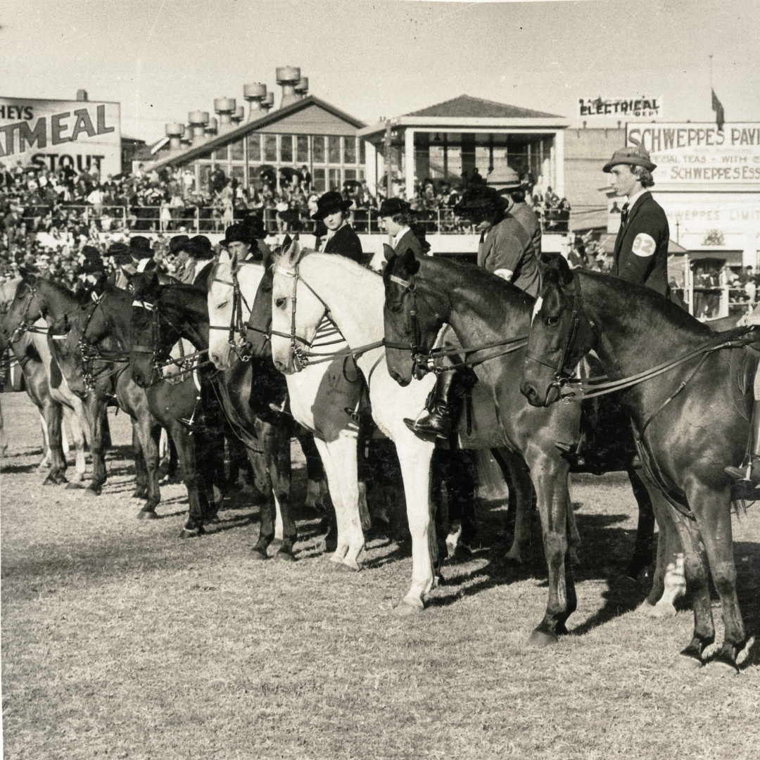 Horse Competition History