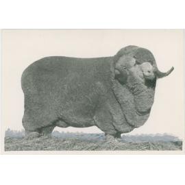 Champion Merino Ram, c.1948-c.1949