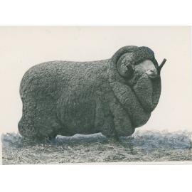 Champion Merino, c.1940
