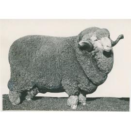 Boonoke Champion Merinos, c.1938-c.1953
