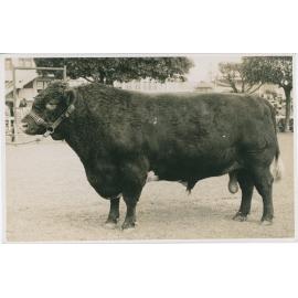 Poll Shorthorn Bull, c.1941
