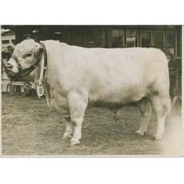 Gundibri Laddie, c.1941