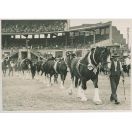Clydesdales, c.1941