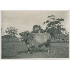 Champion Shorthorn Bull 'Milsons Mariner', c.1924