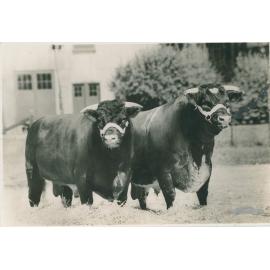 Herd Sires Brae Lodge and Raveni Master, c.1936