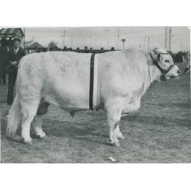 Coonong Formidable, c.1936