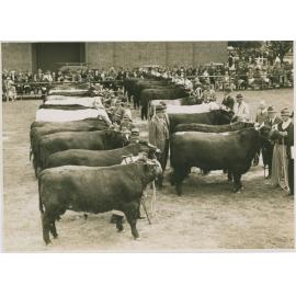 Shorthorns, c.1941