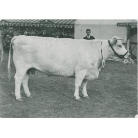 Clifton White Winsome, c.1940