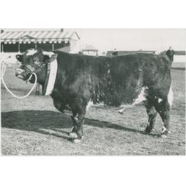 Champion Shorthorn Bull, c.1940