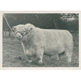 Calrossie Evening News, c.1940