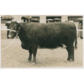 Shorthorn Cow, c.1940