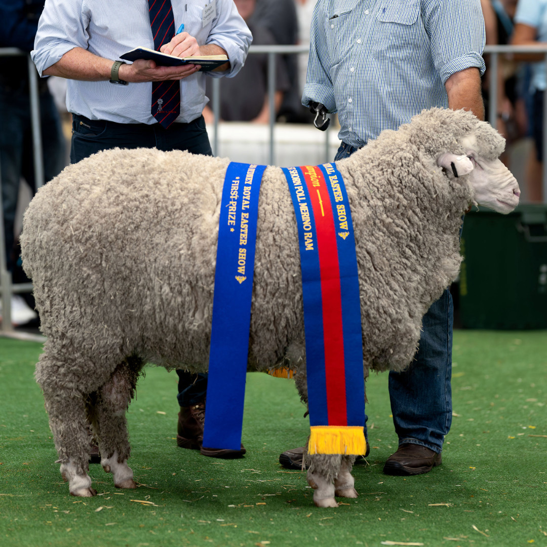 Sheep & Fleece Perpetual Trophies