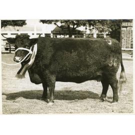 Devon Cow, 1941