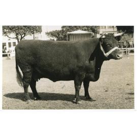 Devon Cow, c.1940